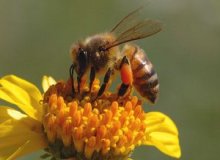 Honey bee collecting bee pollen